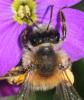 Andrena gravida
